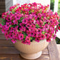HyeFlora Artificial Flowers for Outdoor Indoor Garden Home Decoration, Faux Flower Daisy with Eucalyptus Leaves Fake Plants Greenery Boxwood Porch Patio, 12 Bundles (Rose Red)