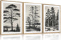 LHIUEM Large Vintage Sketch Tree Framed Wall Art Set,Antique Black and White Wall Decor,Nature Botanical Lake Artwork,Modern Wilderness Forest Art Prints for Living Room,Bedroom- 24"x36"x3